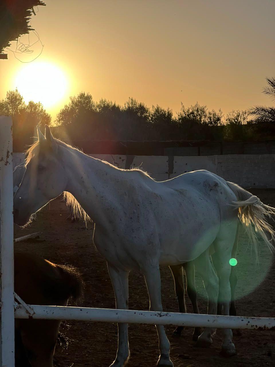 Cheval blanc au coucher du soleil dans l’enclos de la ferme